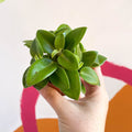 Pixie Peperomia - Peperomia orba 'Wonderwing' - Sprouts of Bristol