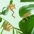 Plant Animal Tree Frog - Sprouts of Bristol