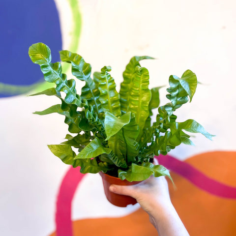 Pleated Bird's Nest Fern - Asplenium nidus 'Crispy Wave' - Sprouts of Bristol