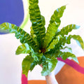 Pleated Bird's Nest Fern - Asplenium nidus 'Crispy Wave' - Sprouts of Bristol