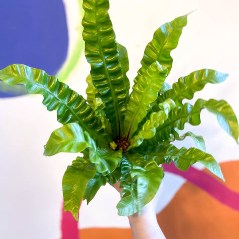 Pleated Bird's Nest Fern - Asplenium nidus 'Crispy Wave' - Sprouts of Bristol