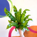 Pleated Bird's Nest Fern - Asplenium nidus 'Crispy Wave' - Sprouts of Bristol
