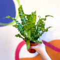 Pleated Bird's Nest Fern - Asplenium nidus 'Crispy Wave' - Sprouts of Bristol