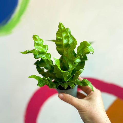 Pleated Bird's Nest Fern - Asplenium nidus 'Crispy Wave' - Sprouts of Bristol