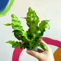 Pleated Bird's Nest Fern - Asplenium nidus 'Crispy Wave' - Sprouts of Bristol