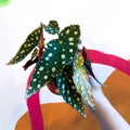Polka Dot Begonia - Begonia maculata - Sprouts of Bristol