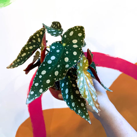 Polka Dot Begonia - Begonia maculata - Sprouts of Bristol