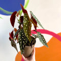 Polka Dot Begonia - Begonia maculata - British Grown - Sprouts of Bristol