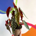 Polka Dot Begonia - Begonia maculata - British Grown - Sprouts of Bristol