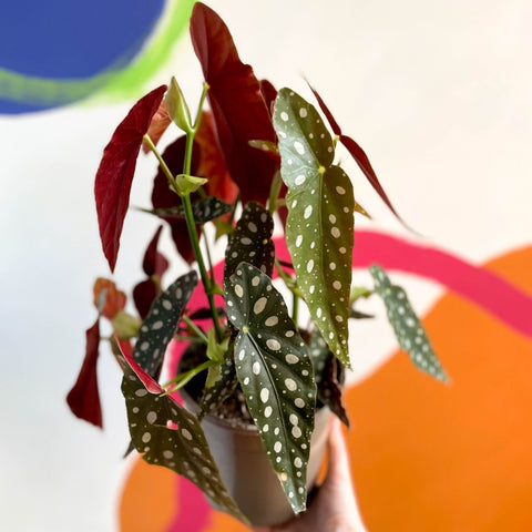 Polka Dot Begonia - Begonia maculata - British Grown - Sprouts of Bristol