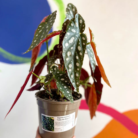 Polka Dot Begonia - Begonia maculata - British Grown - Sprouts of Bristol