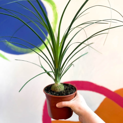 Ponytail Palm - Beaucarnea recurvata - British Grown - Sprouts of Bristol