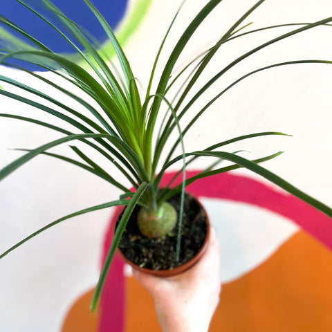 Ponytail Palm - Beaucarnea recurvata - British Grown - Sprouts of Bristol