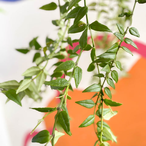 Porcelain Flower - Hoya bella - Sprouts of Bristol