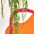 Porcelain Flower - Hoya linearis - Sprouts of Bristol