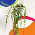 Porcelain Flower - Hoya linearis - Sprouts of Bristol