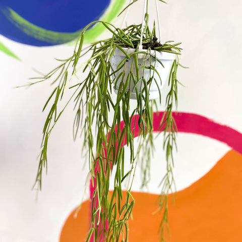 Porcelain Flower - Hoya linearis - Sprouts of Bristol