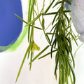 Porcelain Flower - Hoya linearis - Sprouts of Bristol