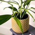 Pothos Amplifolia - Epipremnum amplissimum - Sprouts of Bristol