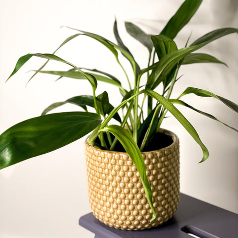Pothos Amplifolia - Epipremnum amplissimum - Sprouts of Bristol