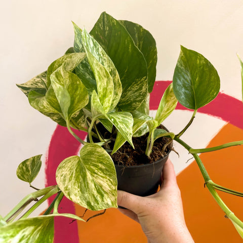 Pothos - Epipremnum aureum 'Hicolor' - Sprouts of Bristol
