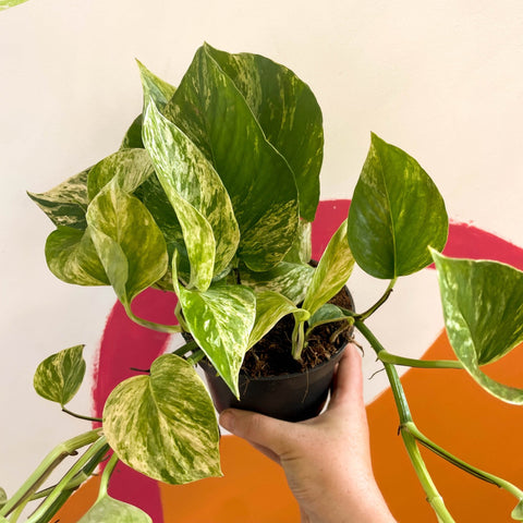 Pothos - Epipremnum aureum 'Hicolor' - Sprouts of Bristol