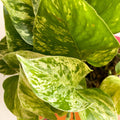 Pothos - Epipremnum aureum 'Hicolor' - Sprouts of Bristol
