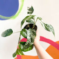 Pothos - Epipremnum pinnatum 'Variegata' - Sprouts of Bristol