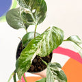 Pothos - Epipremnum pinnatum 'Variegata' - Sprouts of Bristol