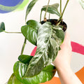 Pothos - Epipremnum pinnatum 'Variegata' - Sprouts of Bristol