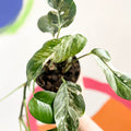 Pothos - Epipremnum pinnatum 'Variegata' - Sprouts of Bristol