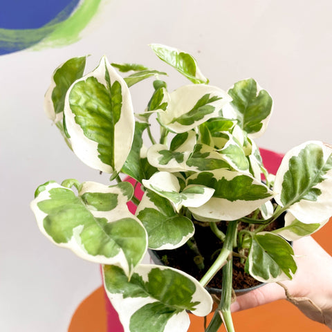 Pothos N Joy - Epipremnum aureum 'Njoy' - Sprouts of Bristol