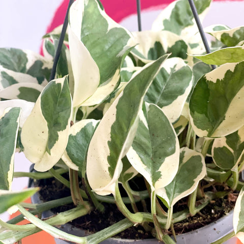 Pothos N Joy - Epipremnum aureum 'Njoy' - Sprouts of Bristol