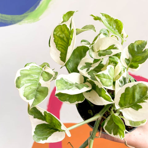 Pothos N Joy - Epipremnum aureum 'Njoy' - Sprouts of Bristol