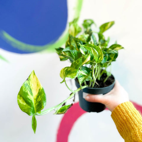 Pothos N Joy Gold- Epipremnum aureum 'N'joy Gold' - Sprouts of Bristol