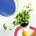 Pothos N Joy Gold- Epipremnum aureum 'N'joy Gold' - Sprouts of Bristol