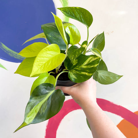 Pothos / Philodendron mix in pot - Sprouts of Bristol