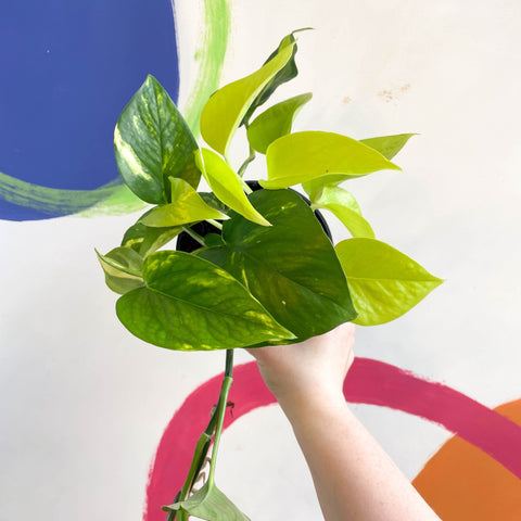 Pothos / Philodendron mix in pot - Sprouts of Bristol
