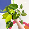 Pothos / Philodendron mix in pot - Sprouts of Bristol