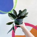 Pothos - Scindapsus treubii ‘Dark Form' - Sprouts of Bristol