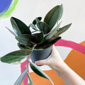 Pothos - Scindapsus treubii ‘Dark Form' - Sprouts of Bristol