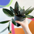 Pothos - Scindapsus treubii ‘Dark Form' - Sprouts of Bristol