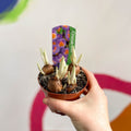 Potted Crocus sieberi ‘Tricolour’ - Sprouts of Bristol