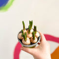 Potted Grape Hyacinth Bulbs - Muscari - Sprouts of Bristol