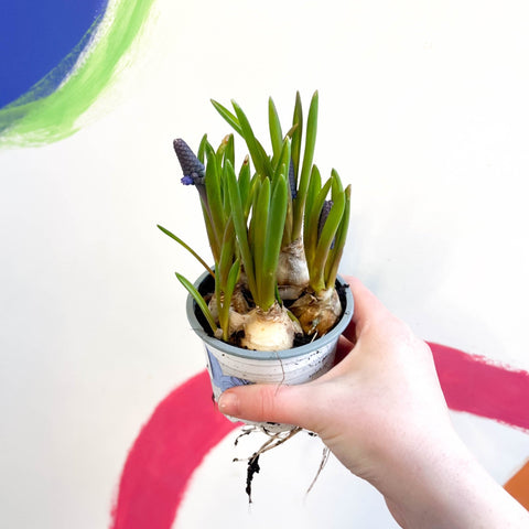 Potted Grape Hyacinth Bulbs - Muscari 'Lindsay' - Sprouts of Bristol