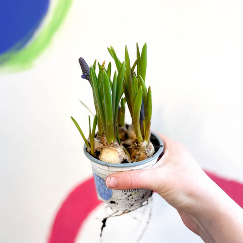 Potted Grape Hyacinth Bulbs - Muscari 'Lindsay' - Sprouts of Bristol