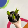Potted Hyacinthus Bulbs 'Pearl' - Sprouts of Bristol