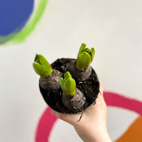 Potted Hyacinthus Bulbs 'Pearl' - Sprouts of Bristol