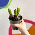 Potted Hyacinthus Bulbs 'Pearl' - Sprouts of Bristol