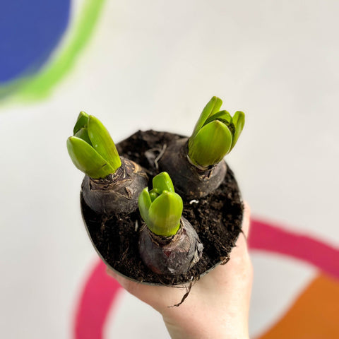 Potted Hyacinthus Bulbs 'Pearl' - Sprouts of Bristol